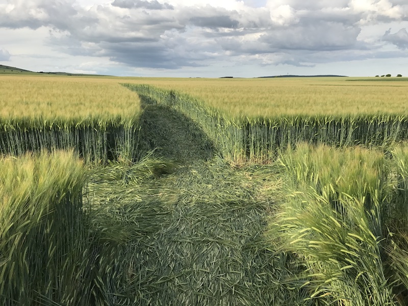 crop-circle-lebriou