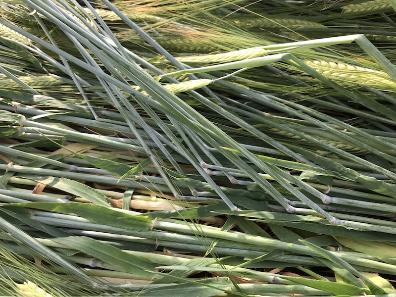 crop-circle-lebriou