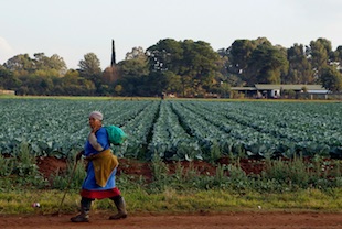 volées pendant la colonisation