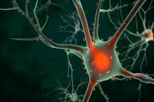 plasticité neuronale Raël-science Juillet-Août