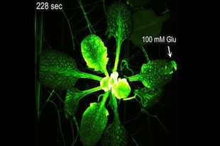 Résumés Raël-science Novembre-Décembre 74aH -les plantes sentent la douleur. ultrasons émis par les plantes