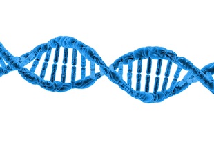 3D des chromosomes