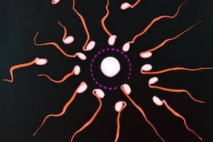 ovule choisit le sperme à féconder