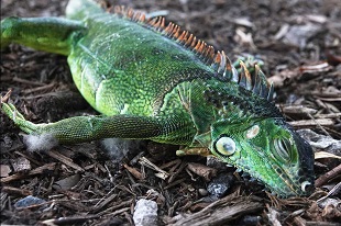 Iguanes morts de froid en Floride