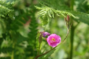 Un brin de couleur sur le chemin