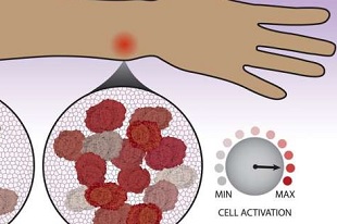 réponse ciblée des cellules immunitaires