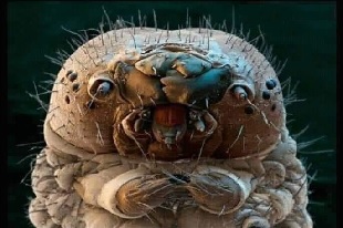 Demodex, mite de la peau