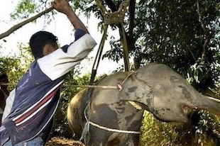 dressage d'un éléphant