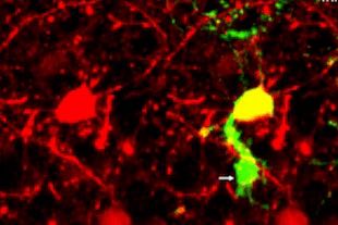 Raël-science Juillet-Août 74aH - cellules gliales