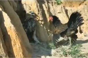 Un poulet face à un aigle...