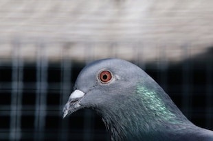 pigeon américain tué en Australie