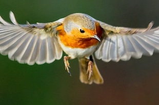 système visuel des oiseaux