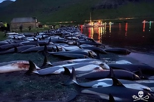 Massacre de 1400 dauphins aux Iles Féroé