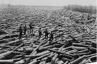 Déforestation : dévaster une planète...