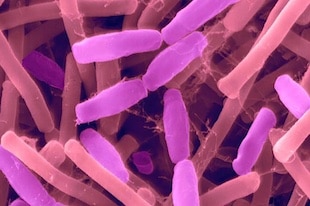 Des bactéries pour nous guérir de l’intérieur ?