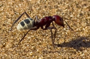 Les fourmis, la trigonométrie et le darwinisme