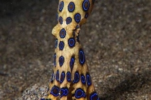 La pieuvre à anneaux bleus