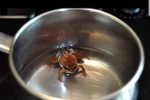 Un crapaud dans une marmite d'eau...