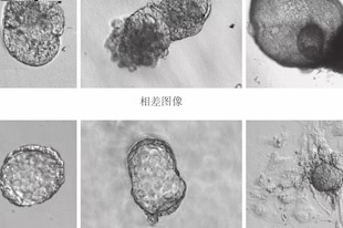 Chine : des “souris éprouvettes” grandissent avec l’IA - embryons humains en chine