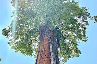 la nature gagne toujours