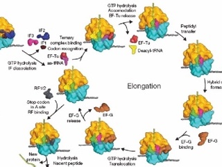 La complexité biologique met l'évolution dans une impasse