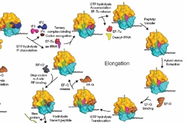 La complexité biologique met l'évolution dans une impasse