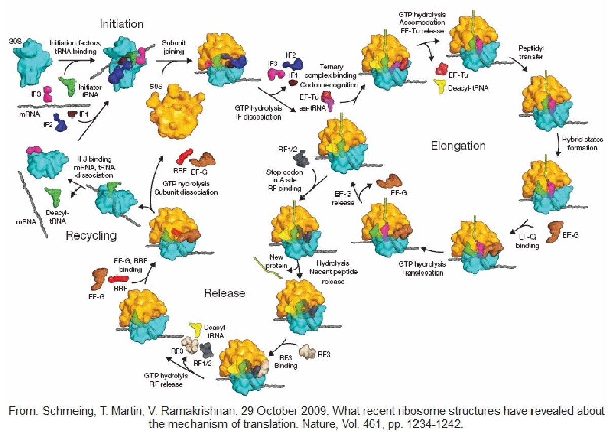 La complexité biologique met l'évolution dans une impasse