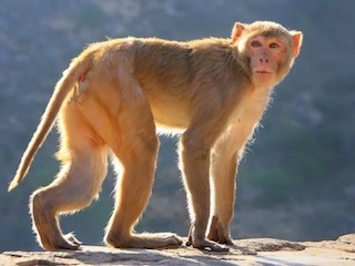 Un gène humain inséré dans des singes
