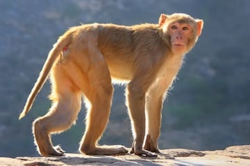 Un gène humain inséré dans des singes