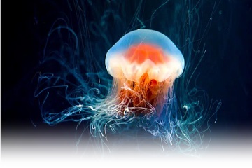 clé de l'immortalité chez la méduse