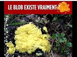 le blob