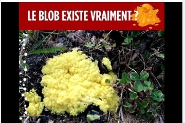 le blob