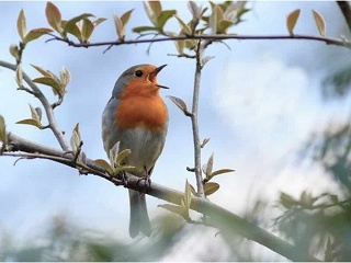 Le chant des oiseaux est bon pour la santé