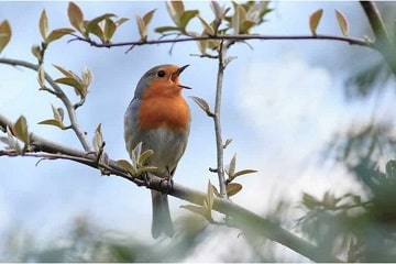 Le chant des oiseaux est bon pour la santé