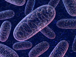 Mitochondries et chloroplastes artificiels ?