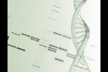 Mécanisme de repliement de l’ADN