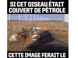 Un oiseau tué par une éolienne