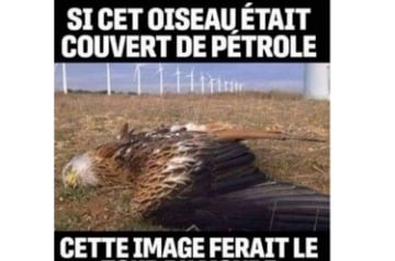 Un oiseau tué par une éolienne