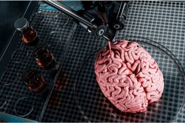 tissus cérébraux imprimés en 3D