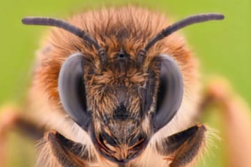 minuscules cerveaux des abeilles