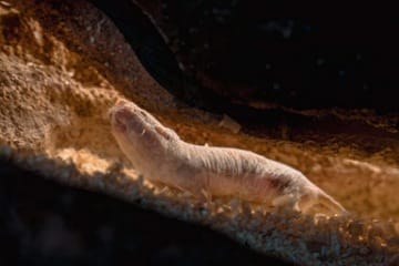 Pourquoi les rats-taupes nus vivent si longtemps?