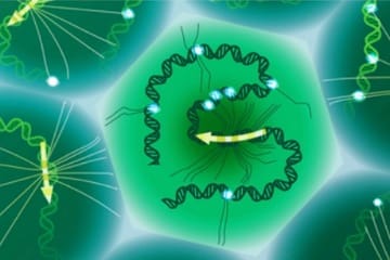 code ADN caché qui façonne la maladie